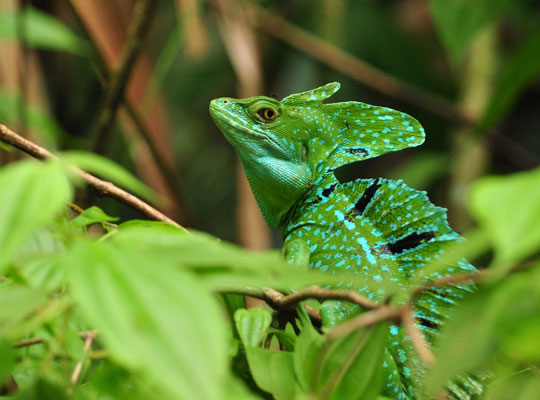 Basilic vert mâle (Tortuguero, Costa Rica)  Juillet 2014