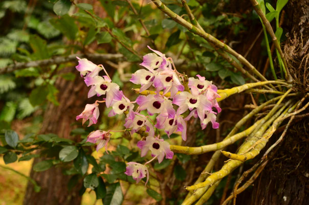Orchidée bambou (réserve de Vakona, Madagascar)