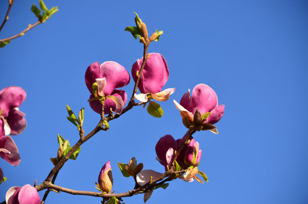 Magnolia