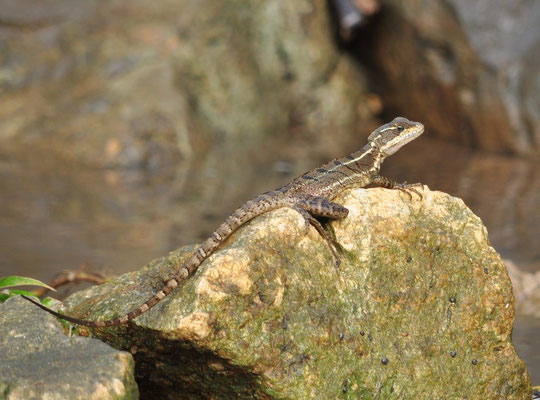 Basilic commun (Berge de la rivière Tarcoles, Costa Rica)  Juillet 2014