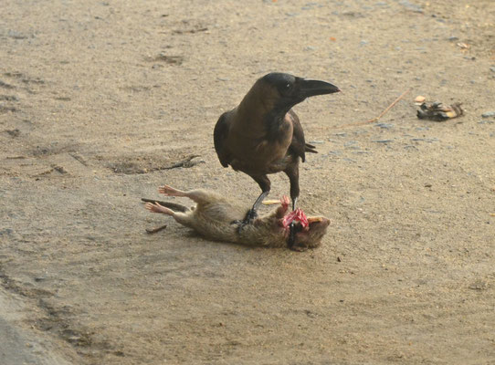 Corbeau familier dévorant un rat (Pondichéry, Tamil Nadu, Inde)  Novembre 2018