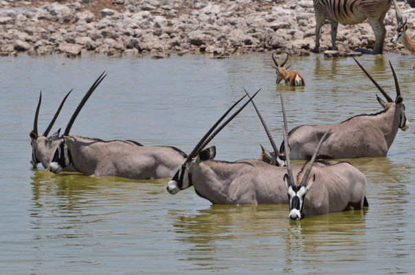 Oryx prenant leur bain (Parc national d'Etosha)