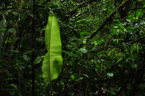 Forêt de Monteverde