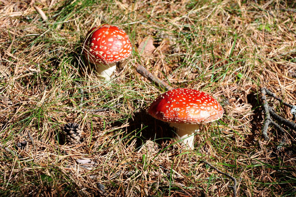 Amanites tue-mouche (Pyrénées, Espagne)