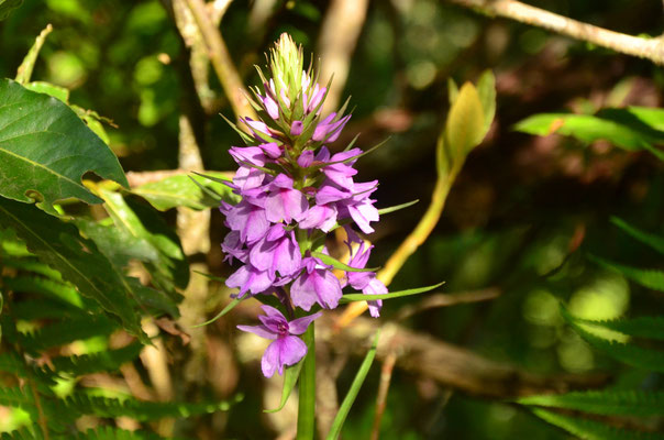 Orchis de Madère (Levada du Chaudron Vert, Madère)