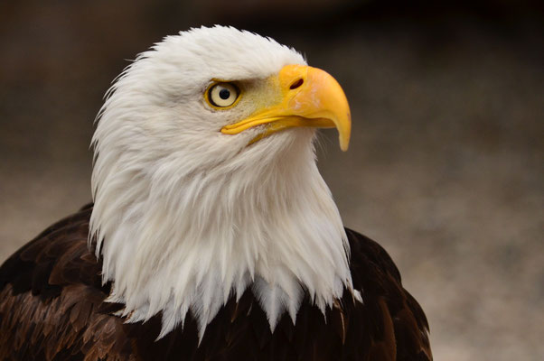 Emblème des Etats-Unis d'Amérique
