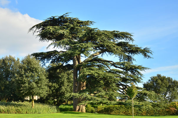 Cèdre du Liban (Jardin du château d'Amboise, Touraine)