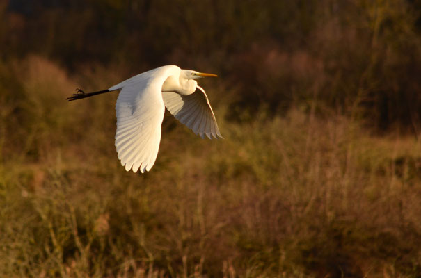 Grande aigrette (Alsace, France)