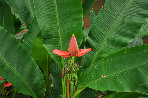 Bananier (Carara, Costa Rica)  Juillet 2014