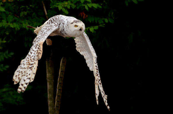 Harfang des neiges