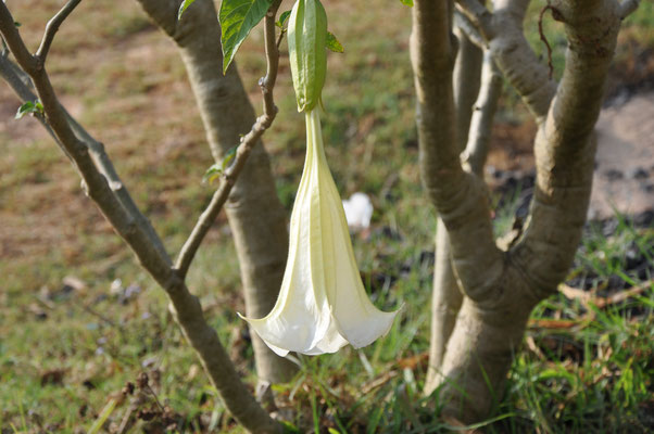 Datura (Monts Langbian, Vietnam)  Mars 2013