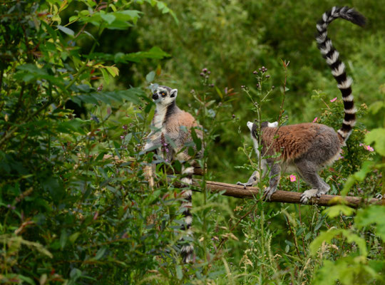 Makis cattas (Parc animalier de Sainte-Croix, Moselle)  Juin 2016