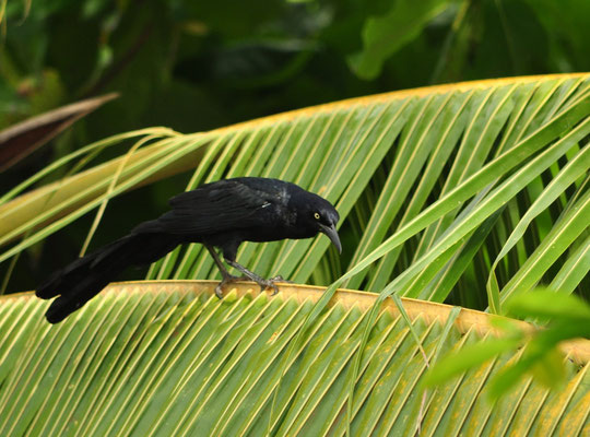 Quiscale à longue queue mâle (Côte Pacifique du Costa Rica)  Juillet 2014