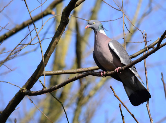 Pigeon ramier (Berge de l'Ill, Haut-Rhin)  Mars 2016
