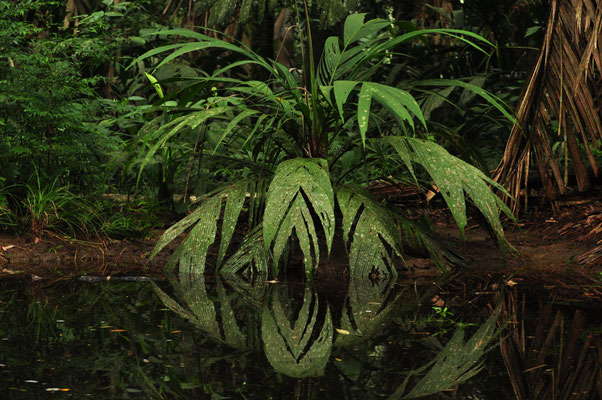 Parc national de Tortuguero