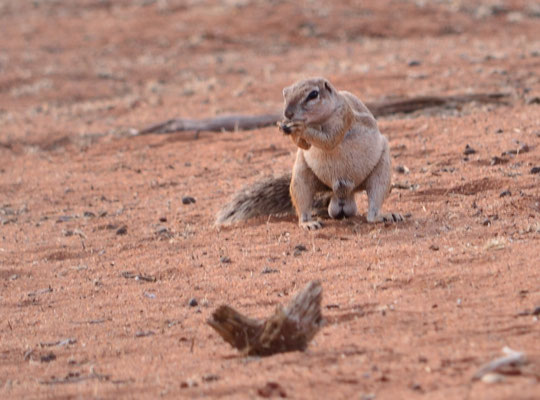 Ecureuil de terre du Cap (désert du Kalahari, Namibie)  Octobre 2016