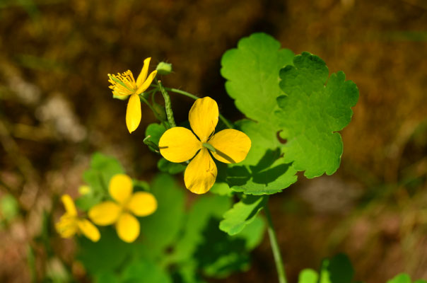 Chélidoine (Stockenberg, Alsace)