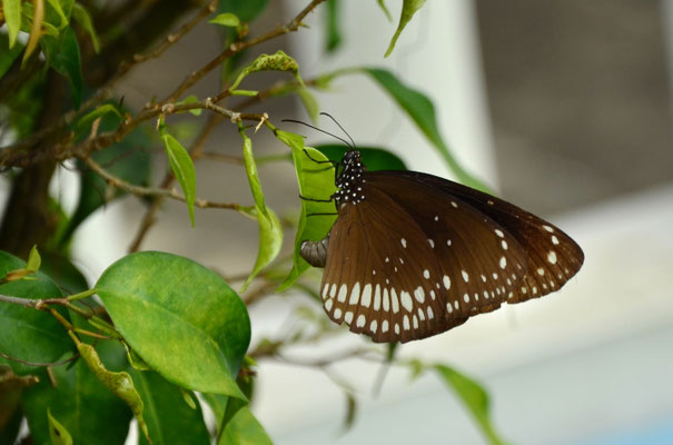 Core (Allepey, Kerala, Inde)