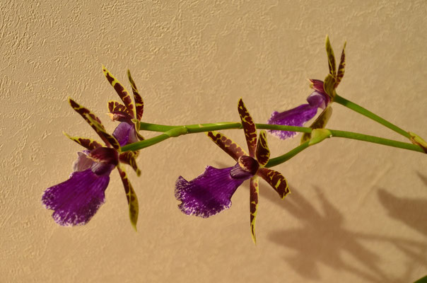 Zygopetalum