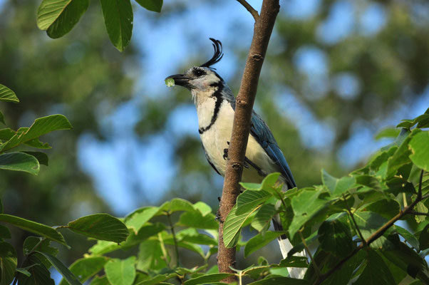 Geai à face blanche (Vieja, Costa Rica)