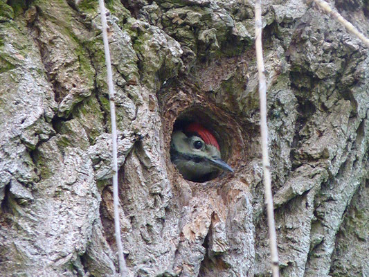Bébé pic épeiche dans son nid (Berge de l'Ill, Haut-Rhin)  Mai 2010