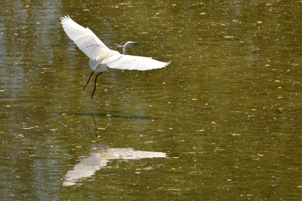Aigrette garzette
