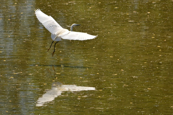 Aigrette garzette