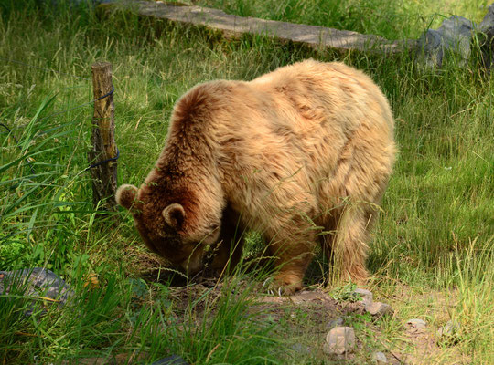 Ours brun (Parc animalier de Sainte-Croix, Moselle)  Juin 2016