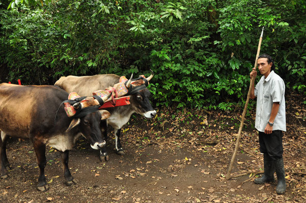Bouvier menant ses bœufs (Monteverde)