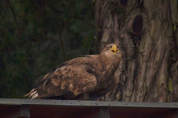 Aigle pêcheur (Volerie des Aigles, Kintzheim, Bas-Rhin)  Juillet 2018