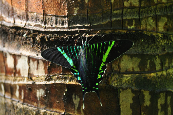 Uranie (Carara, Costa Rica)