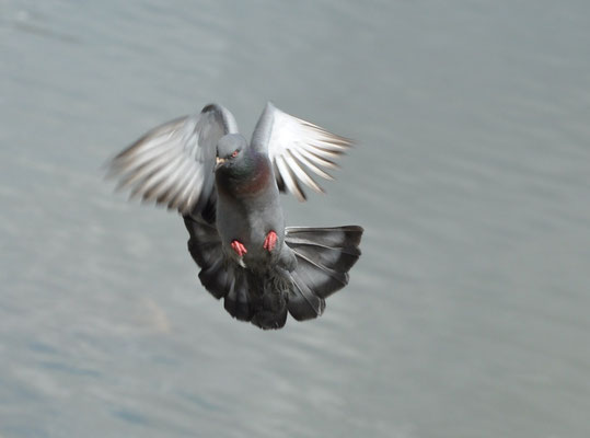 Pigeon biset (Berge de l'Ill, Haut-Rhin)  Avril 2012