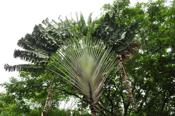 Arbre du voyageur (Tortuguero, Costa Rica)  Juillet 2014