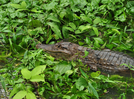 Caïman à lunettes (Parc national de Tortuguero, Costa Rica)  Juillet 2014