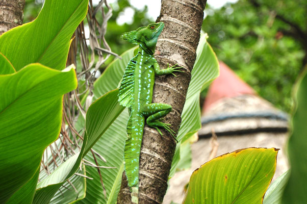 Basilic vert (Tortuguero, Costa Rica)  Juillet 2014