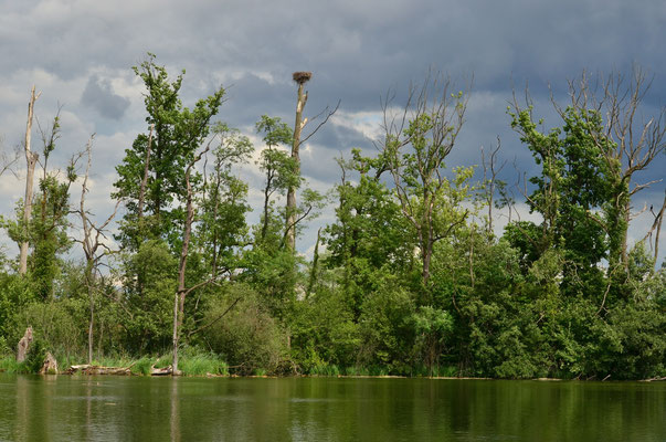 Marais sous un ciel nuageux