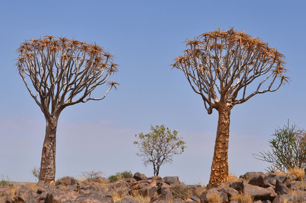 Arbres à carquois (Keetmanshoop, Namibie)  Octobre 2016