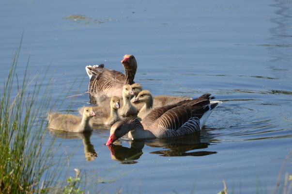 Oies cendrées en famille (Alsace, France)