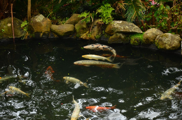 Carpes koï (Jardin tropical de Funchal, Madère)