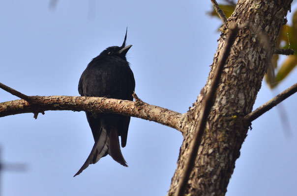 Drongo malgache