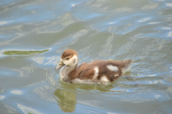 Bébé ouette (Alsace, France)