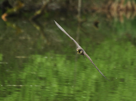 Faucon hobereau (Petite Camargue alsacienne, Haut-Rhin)  Mai 2013