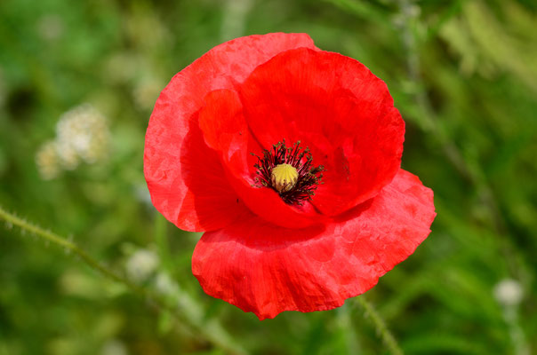 Coquelicot