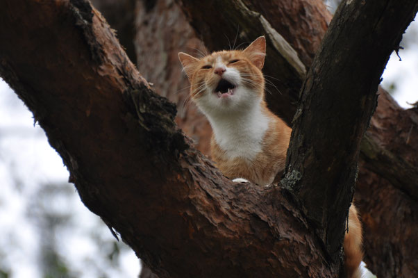 Chat en détresse