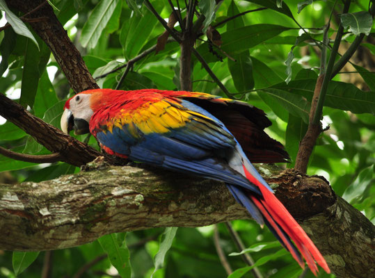 Ara rouge (Centre de conservation des aras, Limonal, Costa Rica)  Juillet 2014