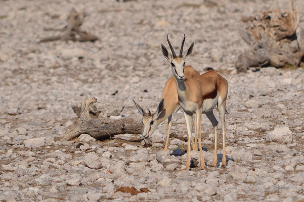 Springboks (Parc national d'Etosha, Namibie)  Octobre 2016