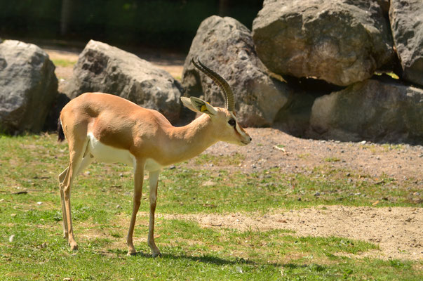 Gazelle dorcas