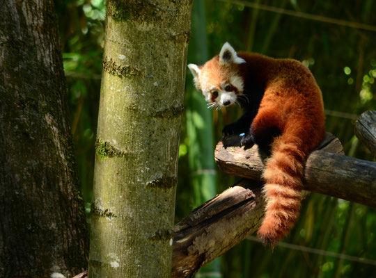 Panda roux (Jardin zoologique de Mulhouse, Haut-Rhin)  Juin 2016