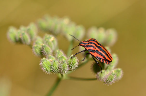 Punaise arlequin