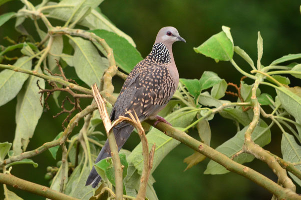 Tourterelle tigrine (Tamil Nadu, Inde)